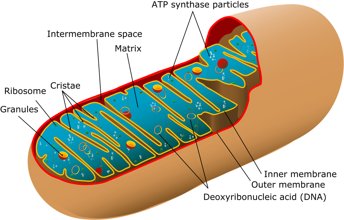 Aerobic Base