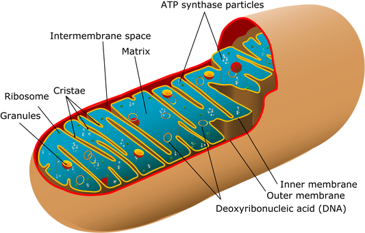 Aerobic Base